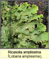 Lobaria amplissima