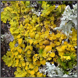 Xanthoria parietina