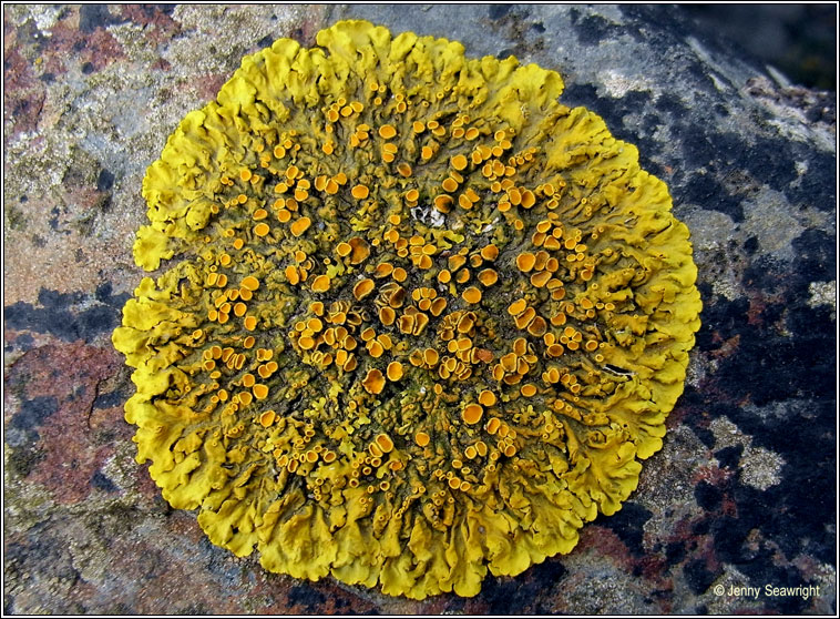 Xanthoria parietina