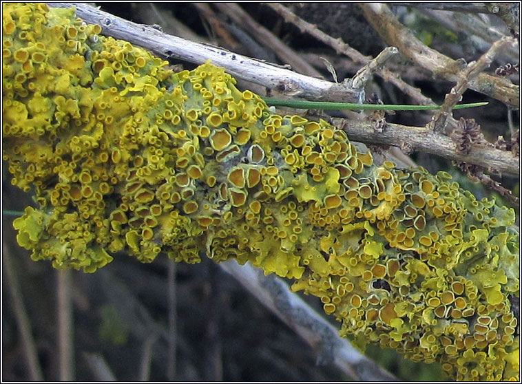 Xanthoria parietina