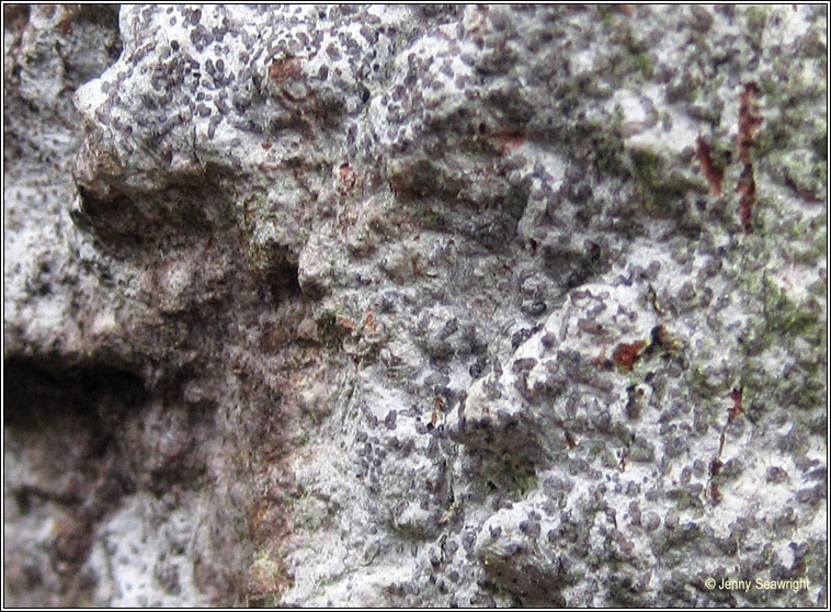 Lecanographa lyncea