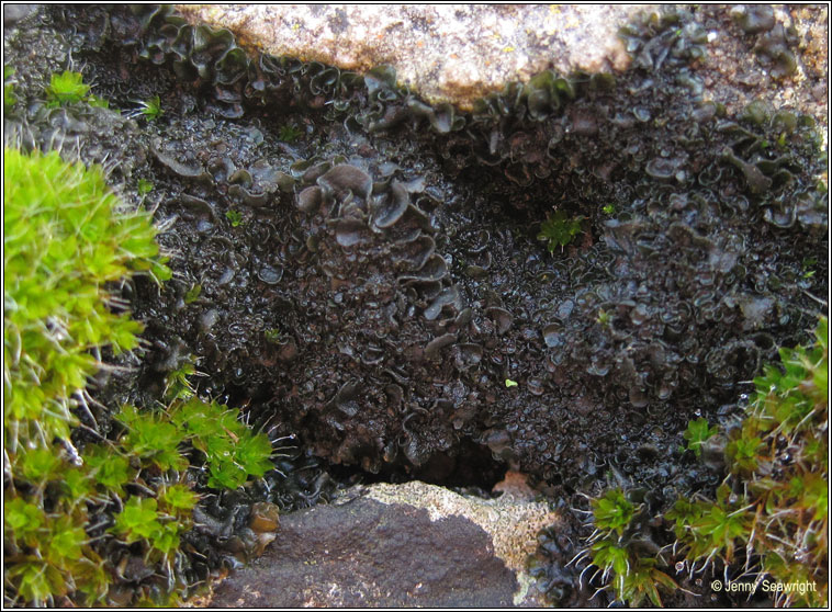 Collema crispum