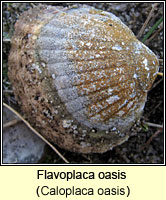 Flavoplaca oasis (Caloplaca oasis)