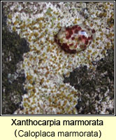 Xanthocarpia marmorata (Caloplaca marmorata)