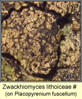 Zwackhiomyces lithoiceae