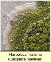 Flavoplaca maritima (Caloplaca maritima)