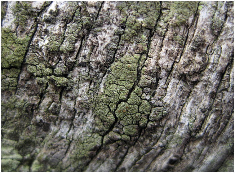 Lecanora conizaeoides