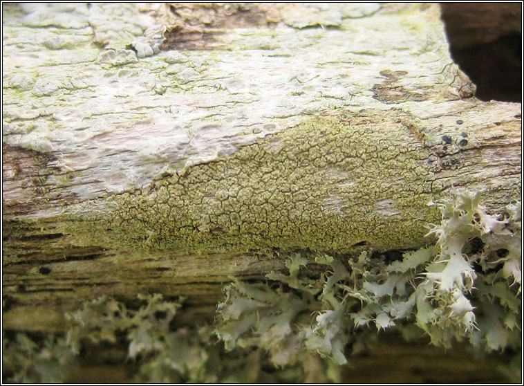 Lecanora conizaeoides