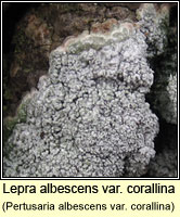 Lepra albescens var corallina (P. albescens v corallina)