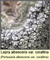 Lepra albescens var corallina (P. albescens v corallina)