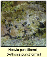 Naevia punctiformis (Arthonia punctiformis)