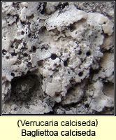 Bagliettoa calciseda