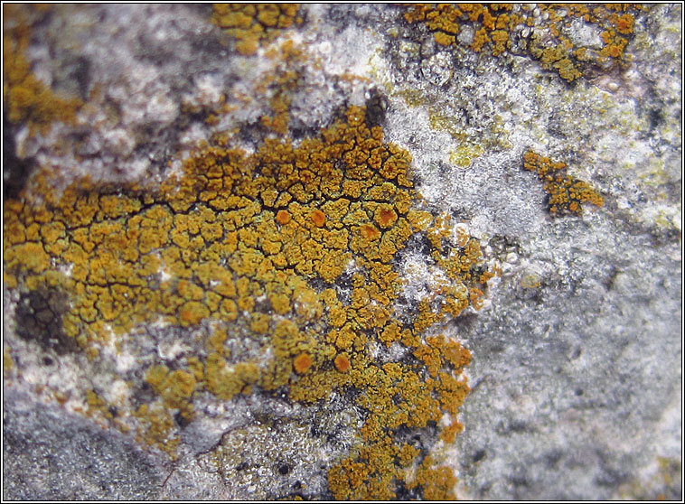 Caloplaca limonia