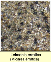 Leimonis erratica (Micarea erratica)