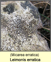 Leimonis erratica (Micarea erratica)