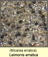 Leimonis erratica (Micarea erratica)