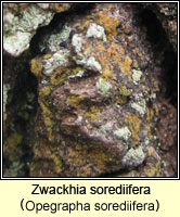 Zwackhia sorediifera (Opegrapha sorediifera)