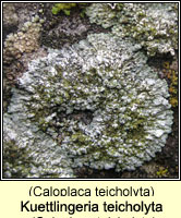 Kuettlingeria teicholyta (Caloplaca teicholyta)
