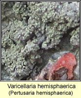 Varicellaria hemisphaerica (Pertusaria hemisphaerica)