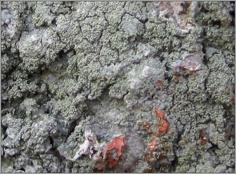 Varicellaria hemisphaerica, Pertusaria hemisphaerica