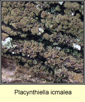 Placynthiella icmalea