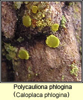 Polycauliona phlogina (Caloplaca phlogina)