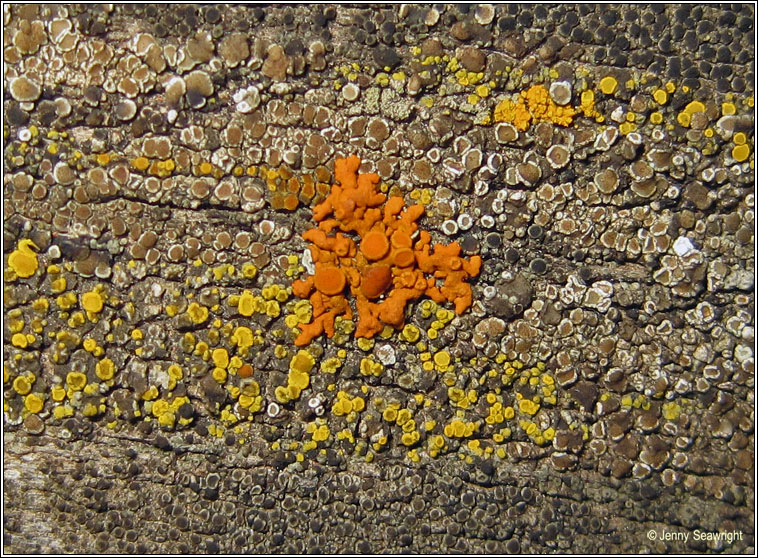 Xanthoria elegans