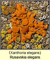 Rusavskia elegans (Xanthoria elegans)