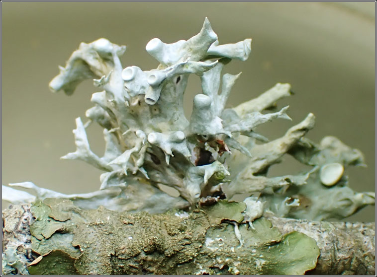 Ramalina fastigiata