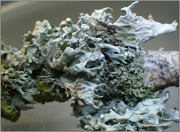 Ramalina fastigiata