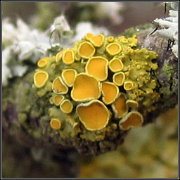 Xanthoria polycarpa