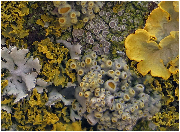 Polycauliona polycarpa, Xanthoria polycarpa