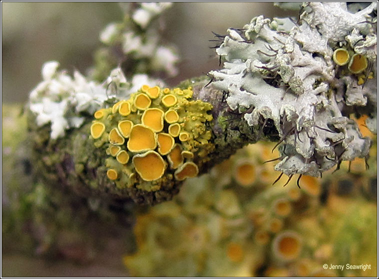 Polycauliona polycarpa, Xanthoria polycarpa