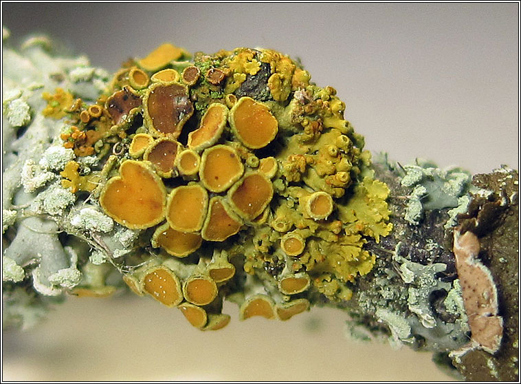 Polycauliona polycarpa, Xanthoria polycarpa