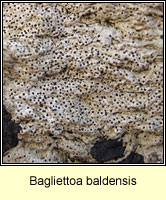 Bagliettoa baldensis