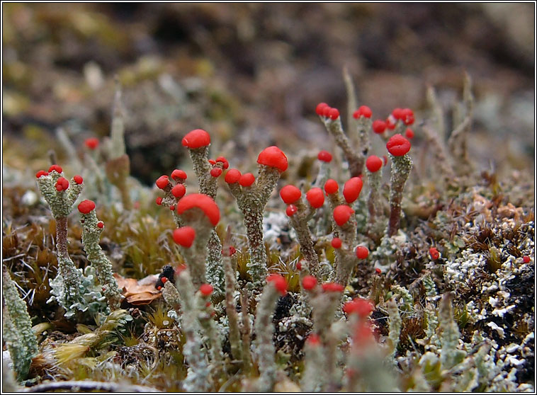 Cladonia floerkeana