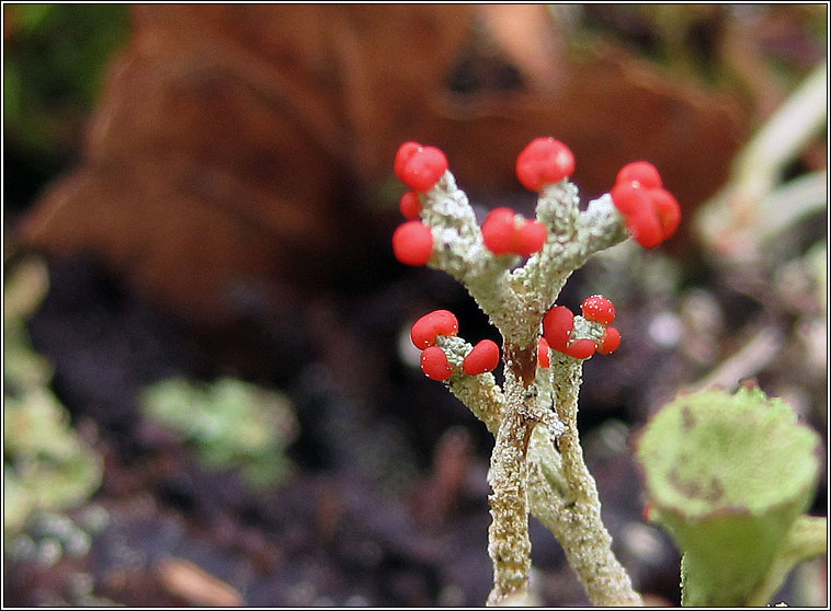 Cladonia floerkeana