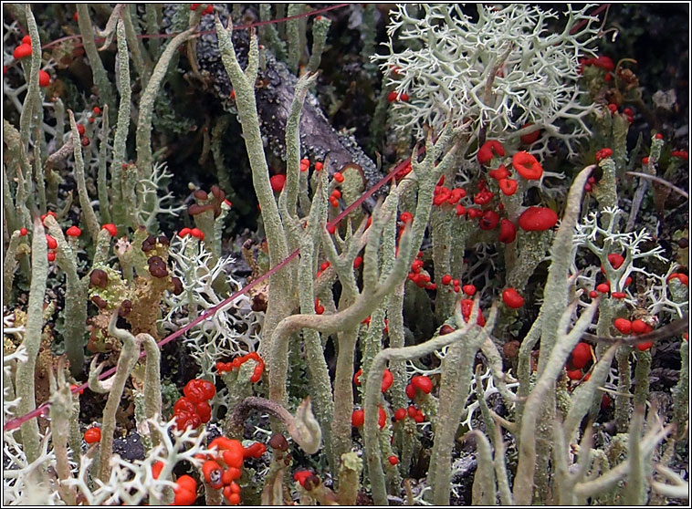 Cladonia subulata