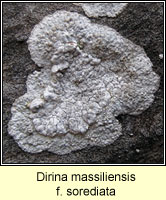 Dirina massiliensis f sorediata