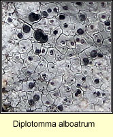 Diplotomma alboatrum