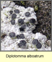 Diplotomma alboatrum