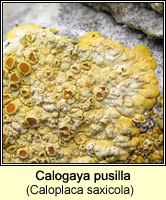 Calogaya pusilla (Caloplaca saxicola)