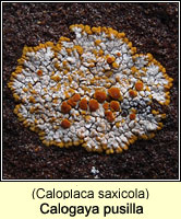 Calogaya pusilla (Caloplaca saxicola)