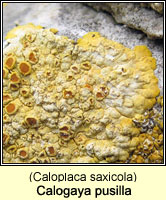 Calogaya pusilla (Caloplaca saxicola)