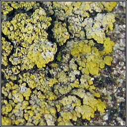 Candelariella medians