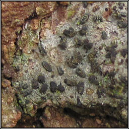 Opegrapha varia