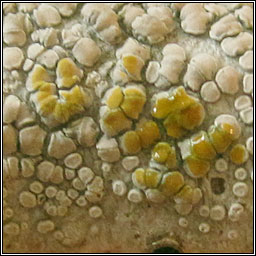 Lecanora carpinea