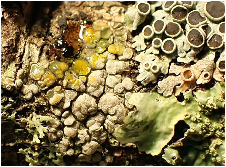 Lecanora carpinea