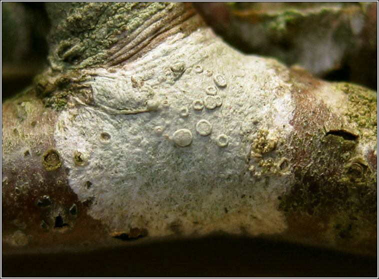 Lecanora carpinea