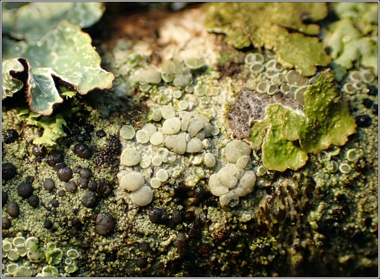 Lecanora carpinea